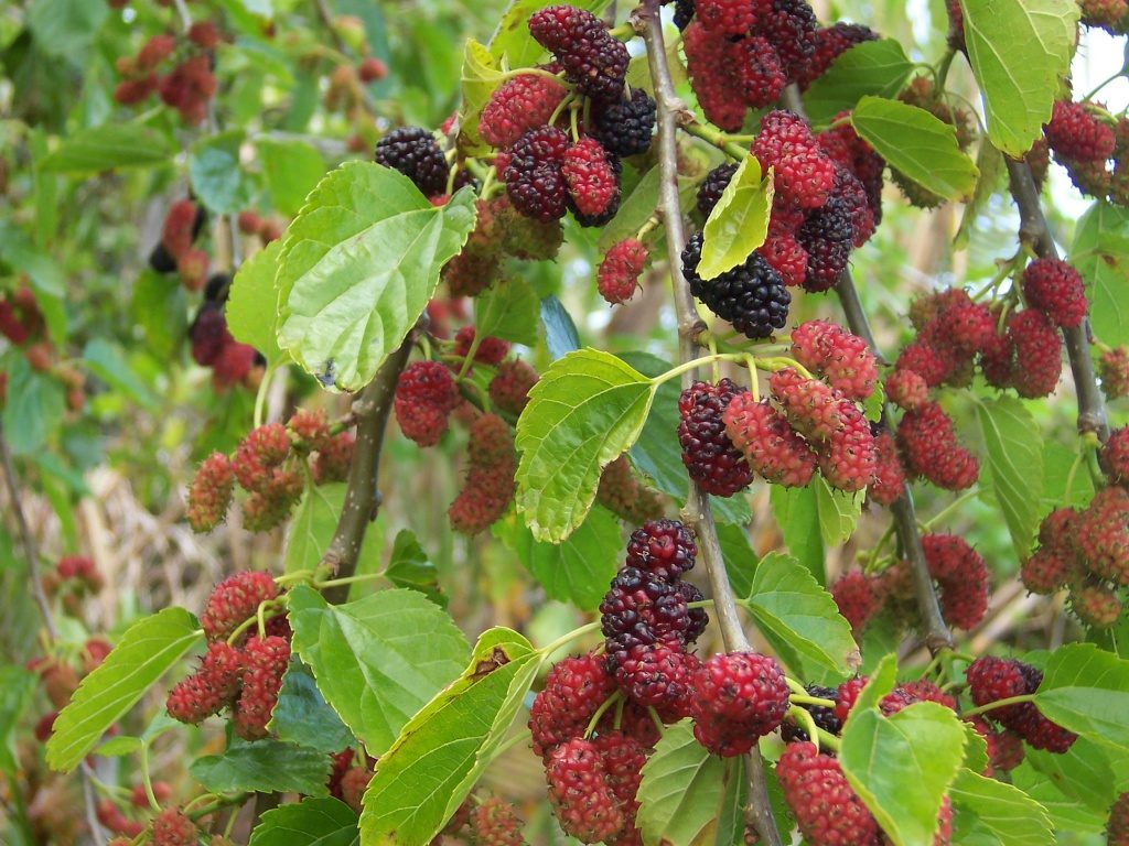 Плоды дерева красной шелковицы