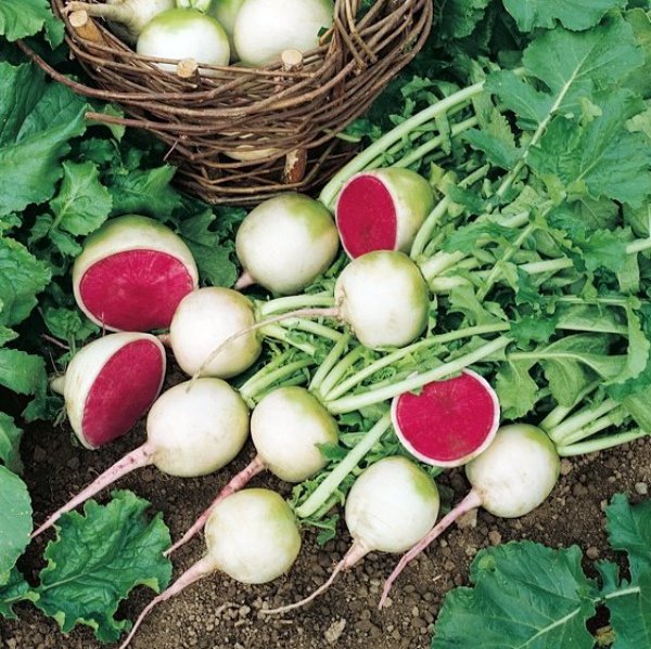 Ранние витаминные корнеплоды арбузной редьки