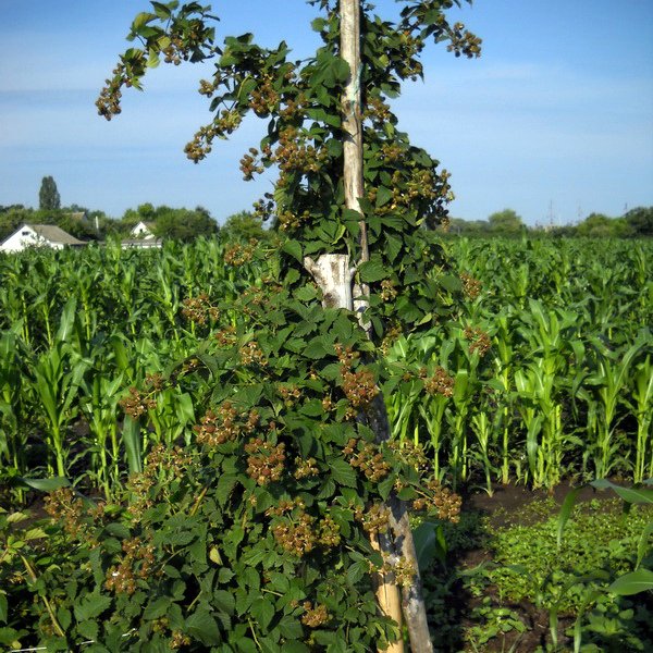 Выращивание ежевики Лохнесс на вертикальной опоре