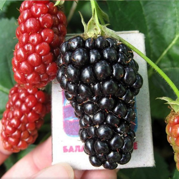 Сравнение размера ягоды Натчез с коробком спичек