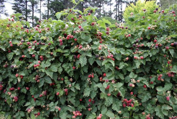 Кусты Tayberry – украшение сада