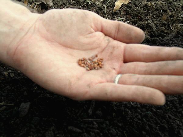 Семена редьки для посева в открытый грунт