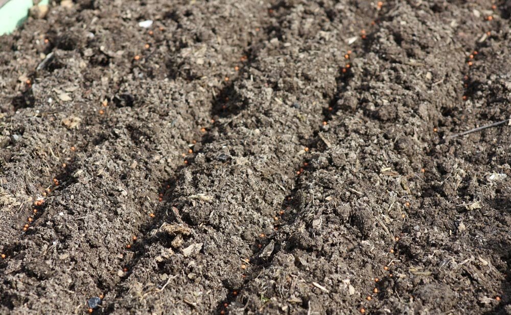 Рыхление почвы для посадки кустов