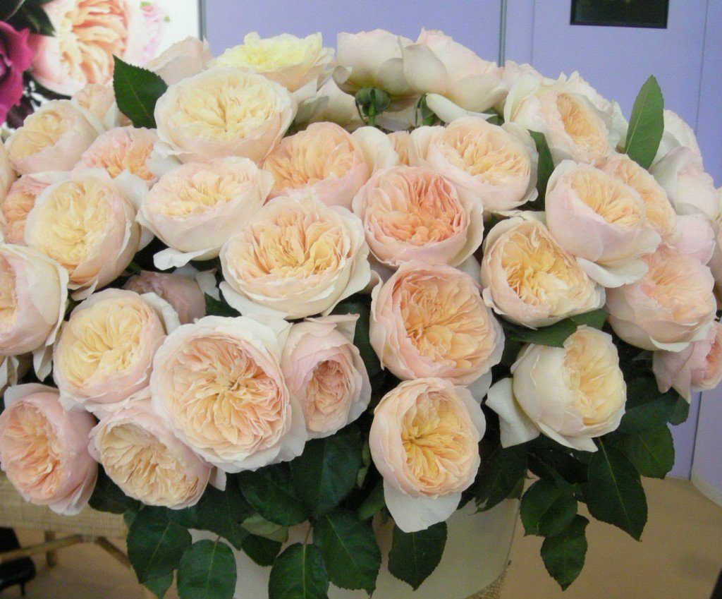 Английские розы Остина