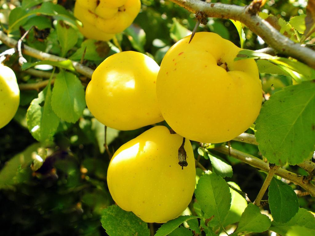 Плоды яблоковидной айвы