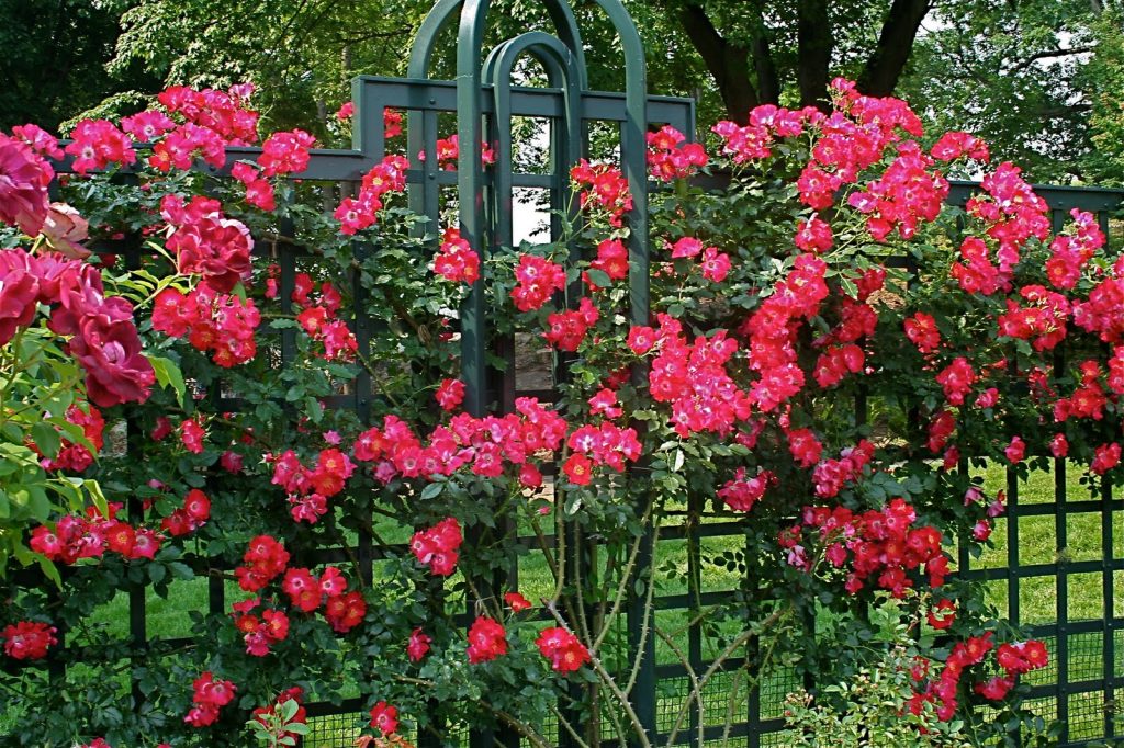 Вьющаяся роза на заборе