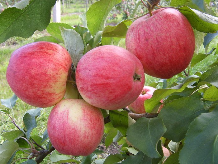 Плоды яблони на ветках