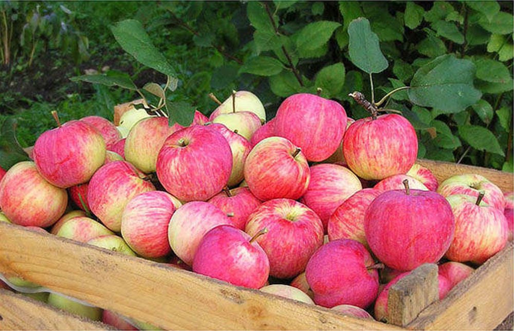 Осенние яблоки сорта Штрейфлинг