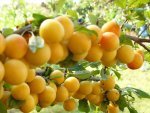Ветка спелых плодов алычи