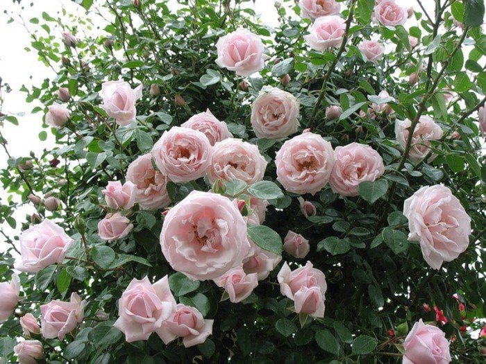 Плетистые розы "Симпатия"
