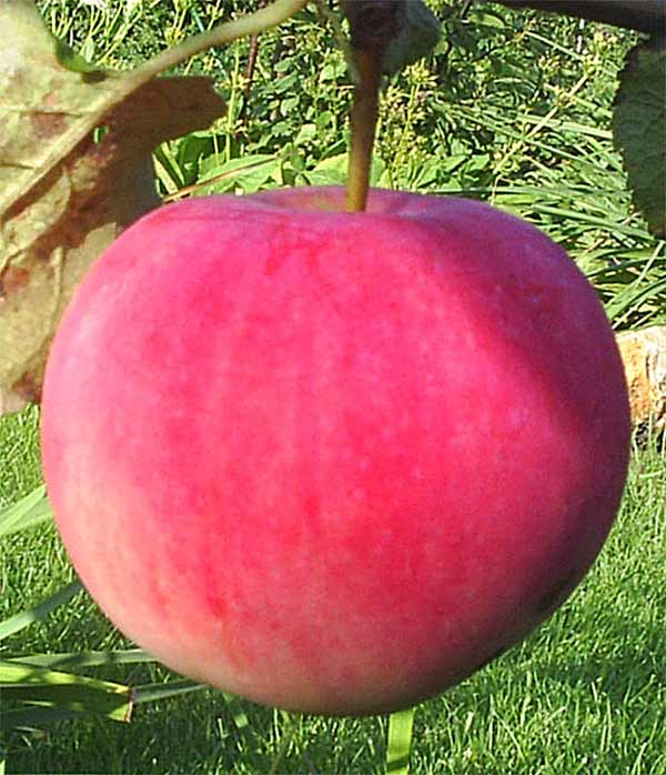 Плод яблони Башкирский красавец