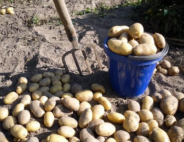 9 августа пора копать картофель