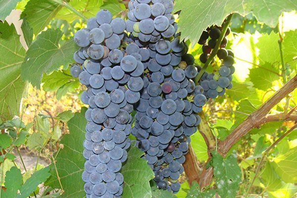 Спелый и сочный виноград Амурский