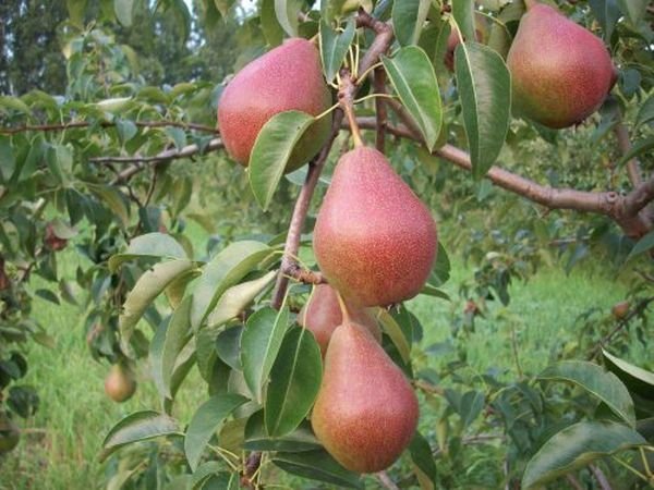 Груша Краснобокая имеет плоды, покрытые маслянистой шкуркой