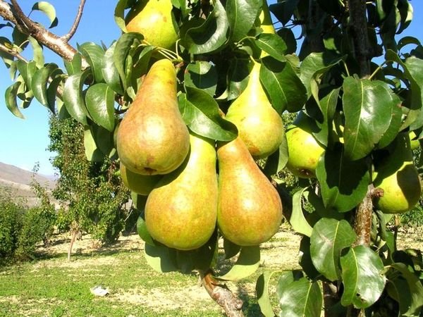 Груша Бере Боск имеет крупные плоды весом до 180 г