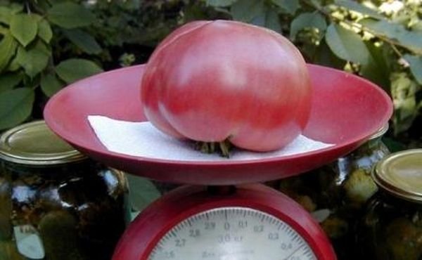 Средние томаты Розового гиганта весят около 400 г