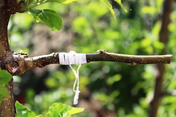 Прививка яблони позволяет повысить урожайность дерева