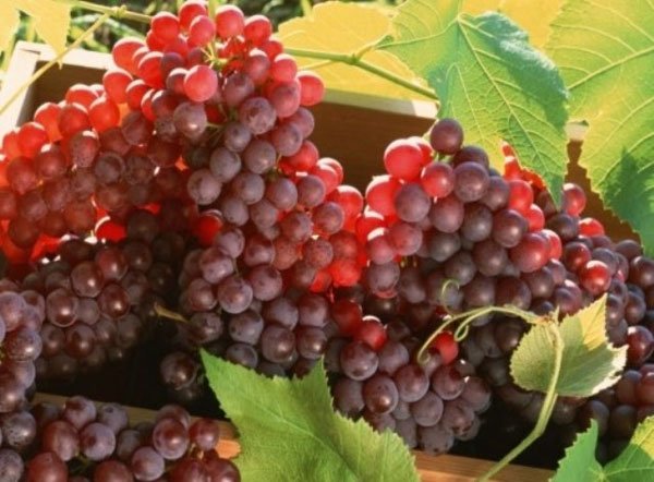 Сахаристые плоды винограда Прорыв