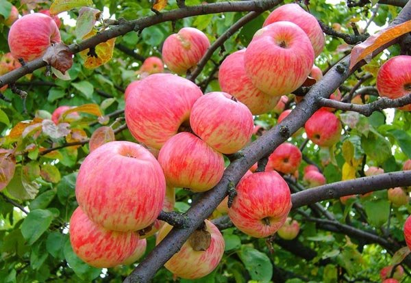 Сочные плоды яблони «Мельба»