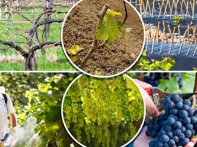 Опрыскивание винограда весной медным купоросом