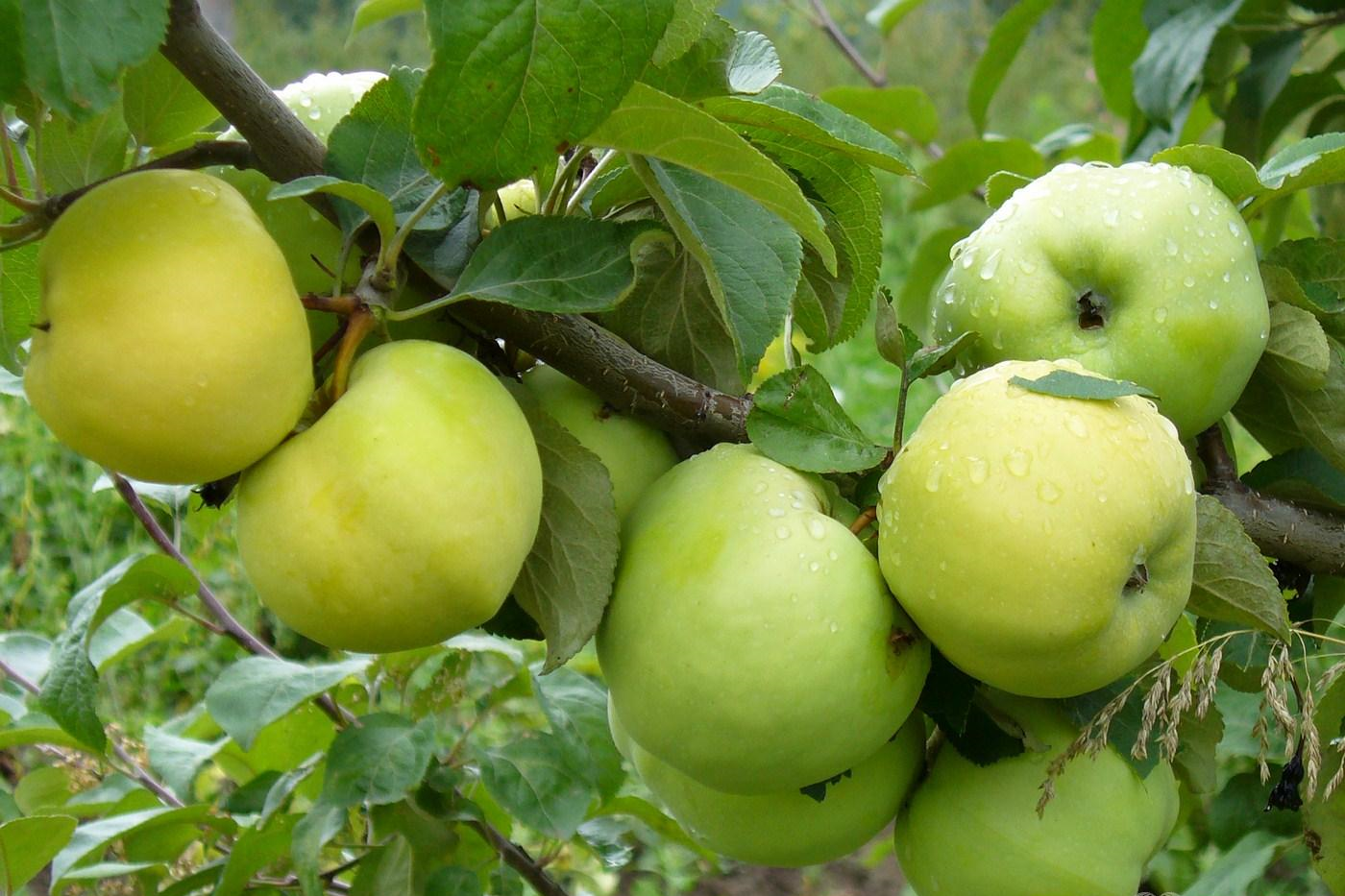 сорта яблонь с желтыми плодами