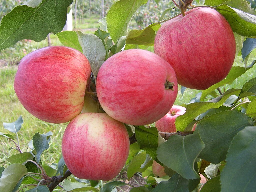 Лучшие раннезимние сорта яблонь: посадка и уход