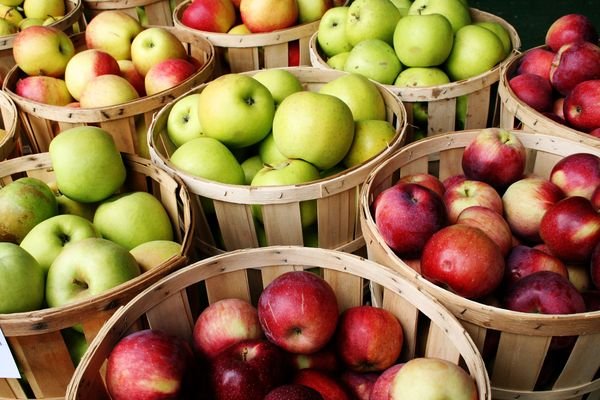 Лучшие раннезимние сорта яблонь: посадка и уход