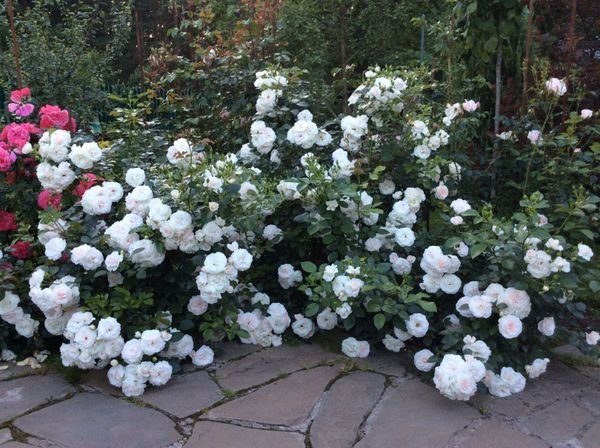 Роза Аспирин: описание и качественные характеристики, особенности выращивания почвопокровного сорта + отзывы флористов