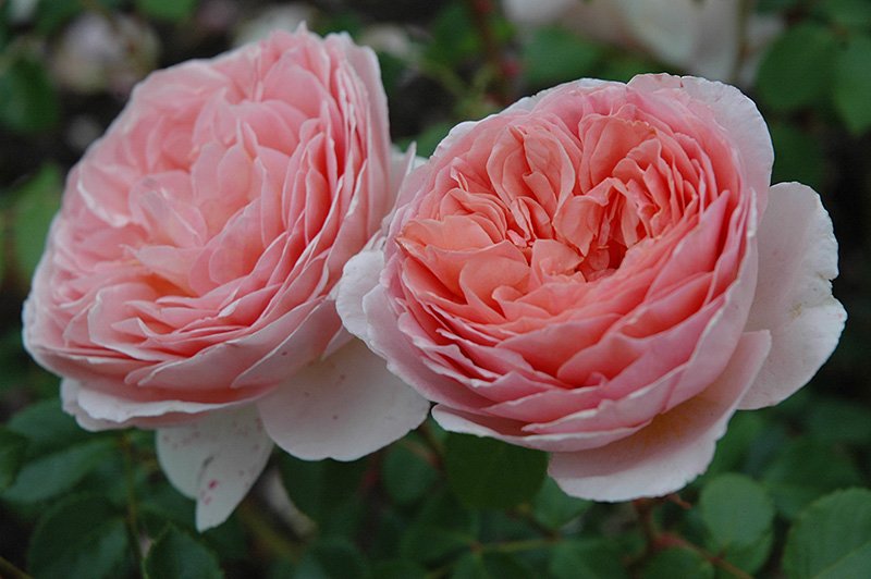 Роза Абрахам Дерби: фото, описание сорта, отзывы садоводов