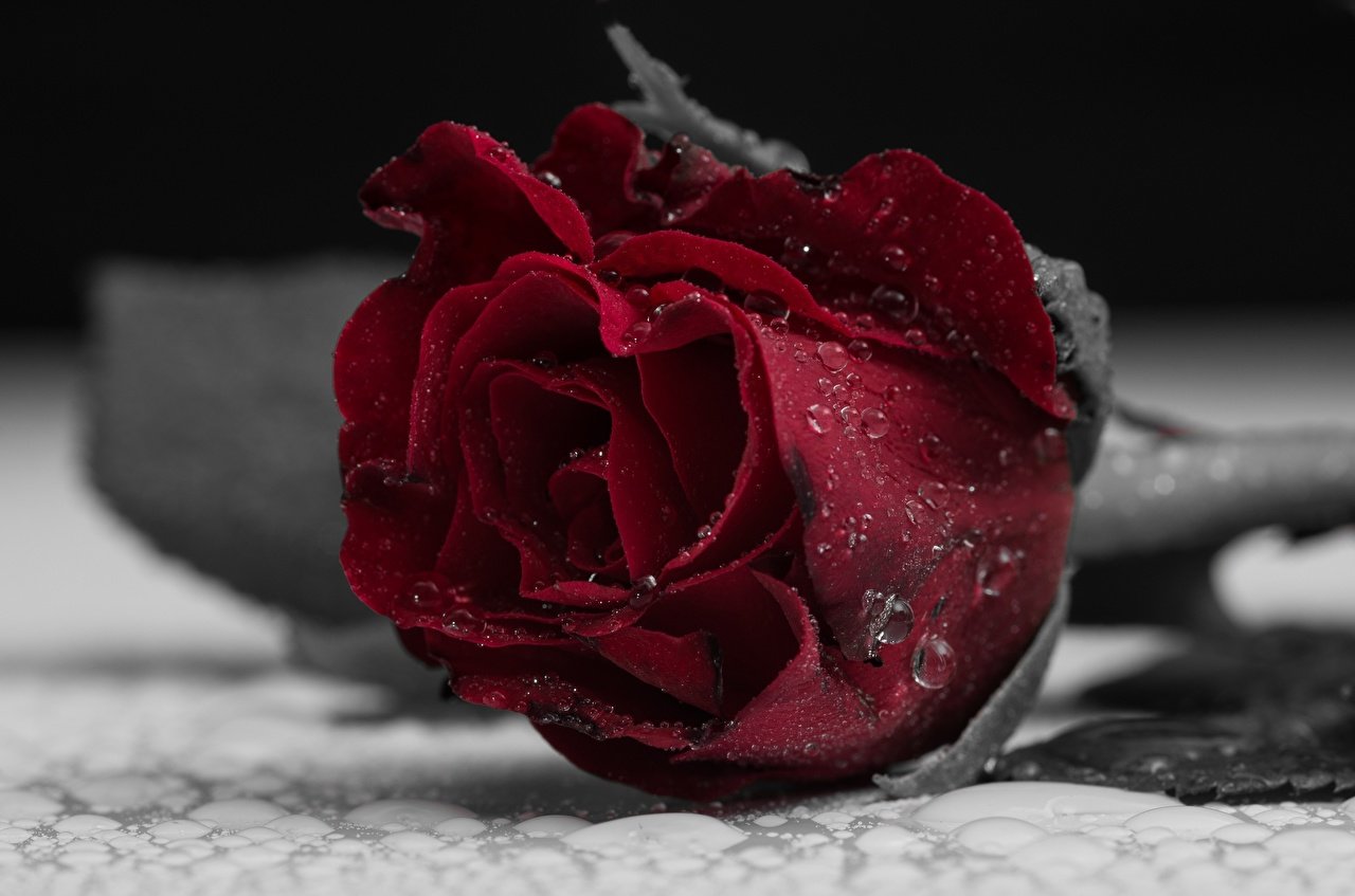 Бордовые розы фото
