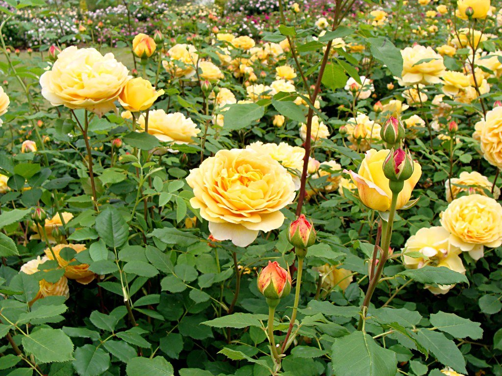 Помидор майская роза фото и описание