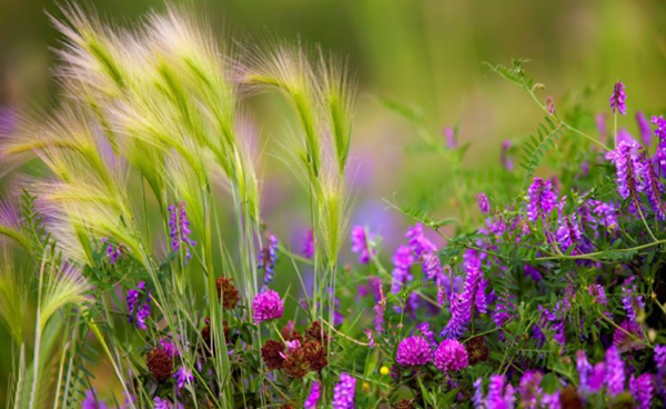Луговые цветы: названия полевых растений и фото