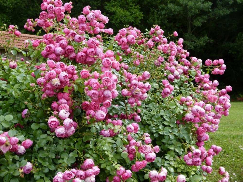 Садоводы отмечают прекрасный аромат и стойкость цветков