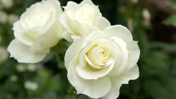 Белая роза: описание и классификация, значение окраса цветка + ТОП-20 самых красивых сортов с названиями и фото