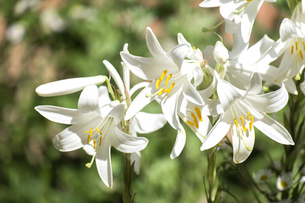 Белая Лилия Фото Цветок