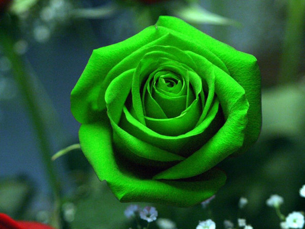 Сорта зеленых роз: названия и фото, отзывы