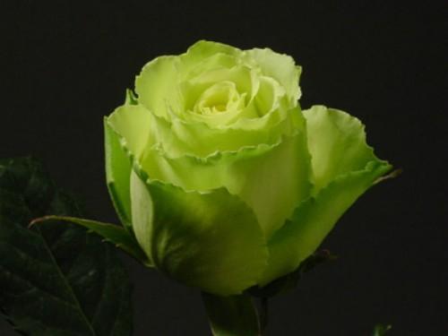 Бело зеленые розы
