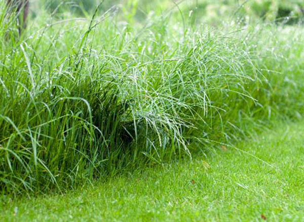 Виды газонных трав фото наименование этих трав