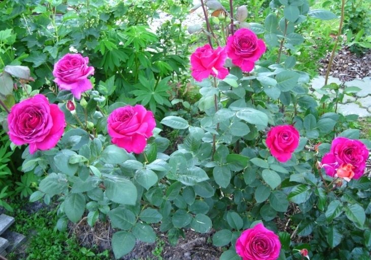 Пурпурная роза фото